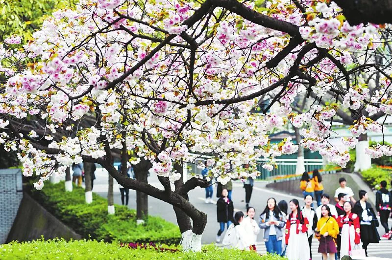 植绿、管绿、增绿,四川交出林业扶贫答卷(图2) 植绿、管绿、增绿,四川交出林业扶贫答卷(图2)