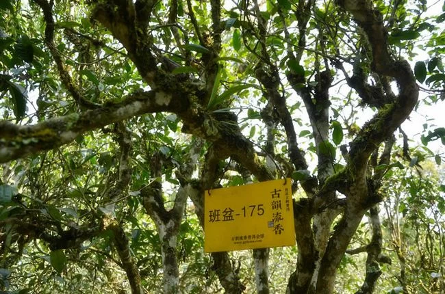 拨开古树普洱茶的迷雾 古韵流香茶山游学侧记(图6) 拨开古树普洱茶的迷雾 古韵流香茶山游学侧记(图6)