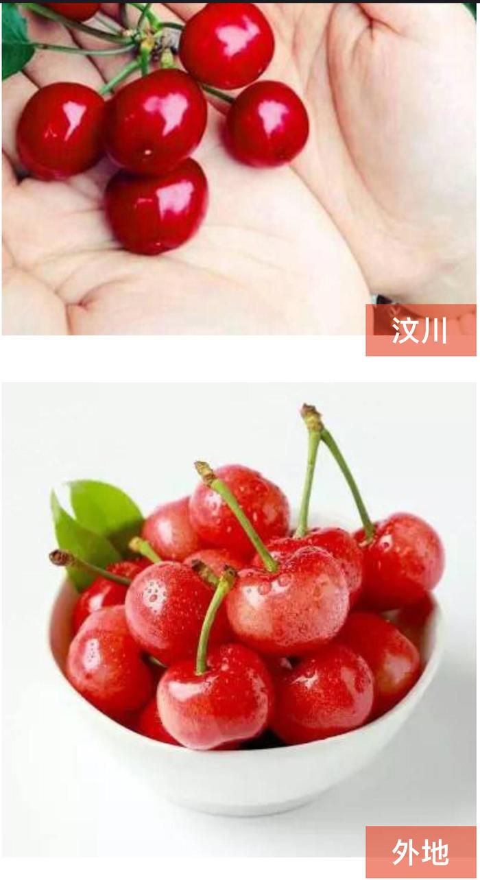 阿坝州的果果红了，你想吃汶川车厘子还是汶川甜樱桃？(图30)