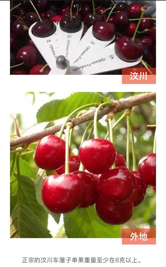 阿坝州的果果红了，你想吃汶川车厘子还是汶川甜樱桃？(图29)