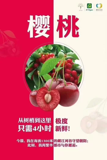 阿坝州的果果红了,你想吃汶川车厘子还是汶川甜樱桃?(图26) 阿坝州的果果红了,你想吃汶川车厘子还是汶川甜樱桃?(图26)