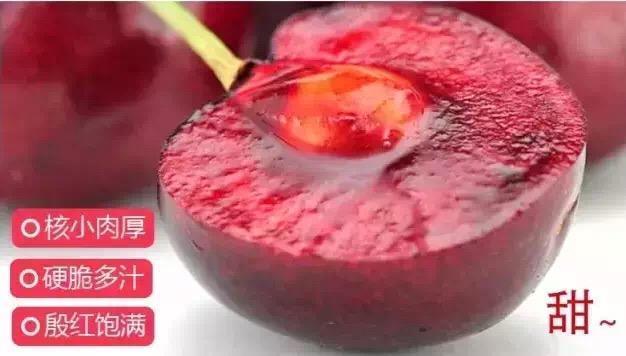 阿坝州的果果红了，你想吃汶川车厘子还是汶川甜樱桃？(图12)