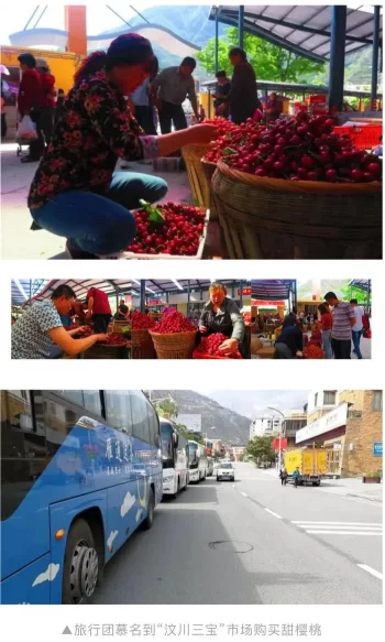 阿坝州的果果红了,你想吃汶川车厘子还是汶川甜樱桃?(图21) 阿坝州的果果红了,你想吃汶川车厘子还是汶川甜樱桃?(图21)