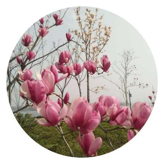 又见望春花开(图1) 又见望春花开(图1)