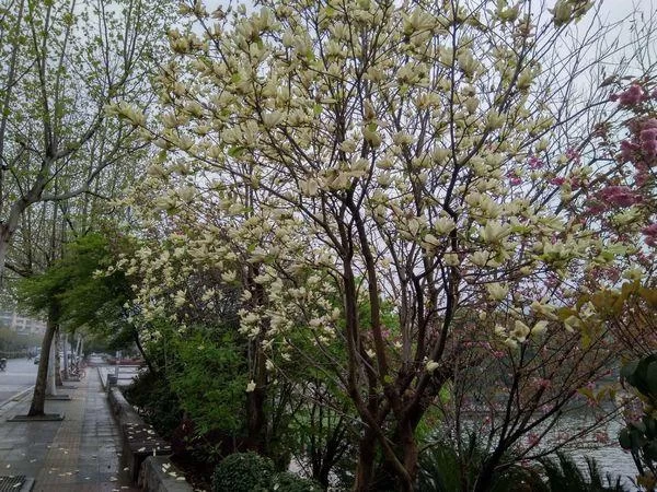 又见望春花开(图2) 又见望春花开(图2)