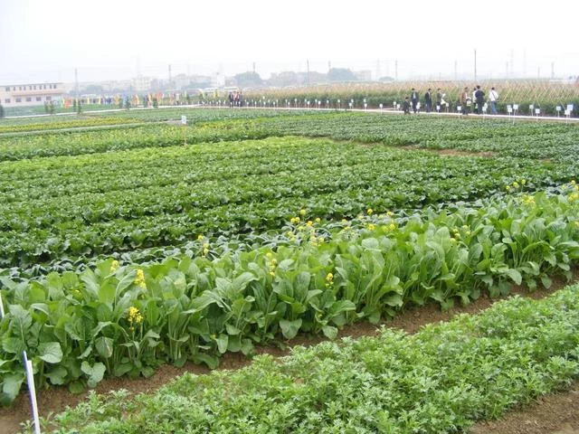 17个农民兄弟和第一个蔬菜产销合作社(图4) 17个农民兄弟和第一个蔬菜产销合作社(图4)