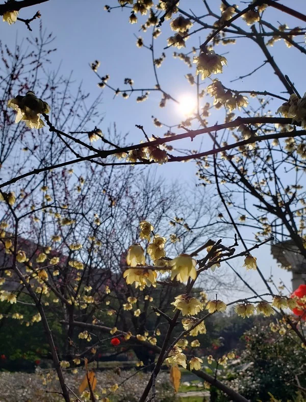 龙顺:春天的光(图2) 龙顺:春天的光(图2)