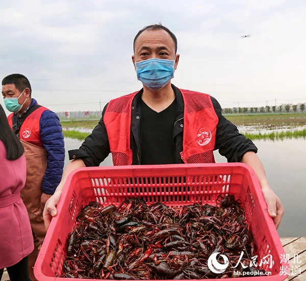 茶藕飘香龙虾跳 湖北“云上春耕”忙(图1) 茶藕飘香龙虾跳 湖北“云上春耕”忙(图1)