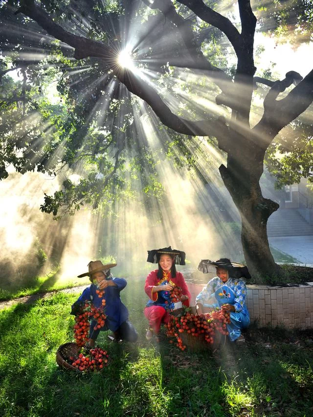 “红土荔香书岭南”东莞大岭山荔香文化展将启幕(图8) “红土荔香书岭南”东莞大岭山荔香文化展将启幕(图8)