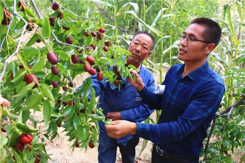 陕西神木:黄土地上奏响致富协奏曲,脱贫攻坚汇成金色小康路(图4) 陕西神木:黄土地上奏响致富协奏曲,脱贫攻坚汇成金色小康路(图4)