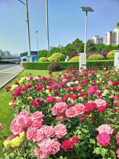 战“疫”东城丨许你一路繁花(图6) 战“疫”东城丨许你一路繁花(图6)