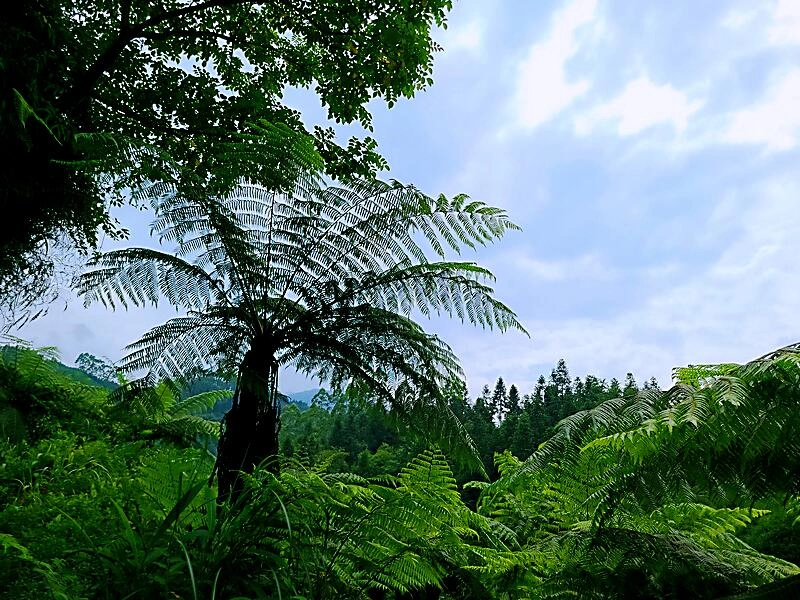 云中蜀山醉罢酒,又饮蜀山遇仙茶——访云中蜀山当代掌门龙建儒(图3) 云中蜀山醉罢酒,又饮蜀山遇仙茶——访云中蜀山当代掌门龙顺建儒(图3)