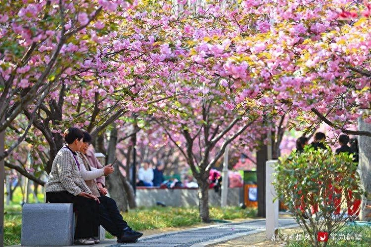 河南鹤壁淇滨区:“中国最美樱花大道”已吸引游客近200万人次(图1) 河南鹤壁淇滨区:“中国最美樱花大道”已吸引游客近200万人次(图1)