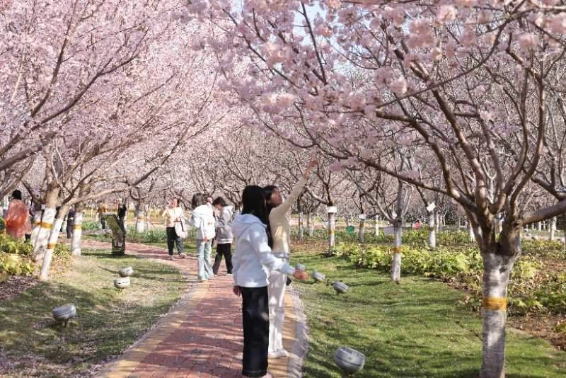 鹤壁樱花季必打卡景点推荐,错过就要再等一年!(图4) 鹤壁樱花季必打卡景点推荐,错过就要再等一年!(图4)