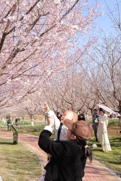 鹤壁樱花季必打卡景点推荐,错过就要再等一年!(图2) 鹤壁樱花季必打卡景点推荐,错过就要再等一年!(图2)