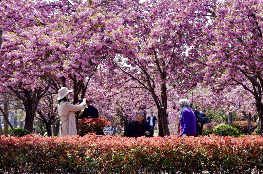 樱花与国风的完美结合——鹤壁樱花季奏响春日华章(图4) 樱花与国风的完美结合——鹤壁樱花季奏响春日华章(图4)