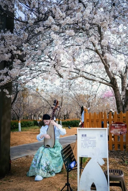 樱花与国风的完美结合——鹤壁樱花季奏响春日华章(图3) 樱花与国风的完美结合——鹤壁樱花季奏响春日华章(图3)