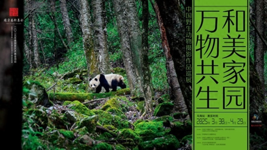 万物共生 和美家园——中国野生动物摄影作品巡展在乌海启幕(图1) 万物共生 和美家园——中国野生动物摄影作品巡展在乌海启幕(图1)