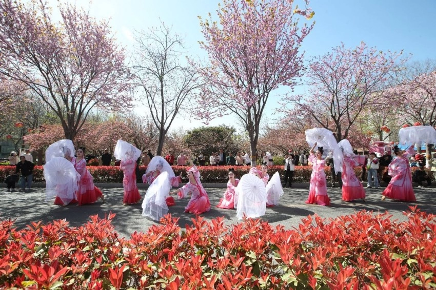 第十一届鹤壁樱花季启幕 以“樱花+”激活文旅消费全链条(图8) 第十一届鹤壁樱花季启幕 以“樱花+”激活文旅消费全链条(图8)
