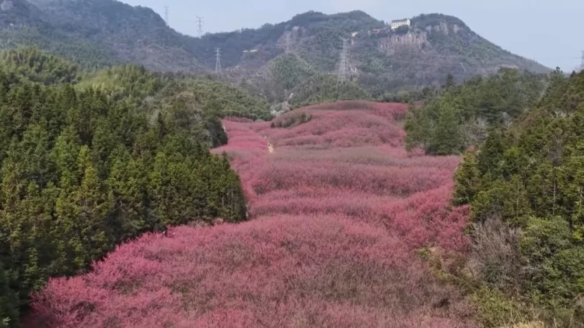 新华视点|春日盛景赋能“花经济” 文旅融合焕发新活力(图1) 新华视点|春日盛景赋能“花经济” 文旅融合焕发新活力(图1)
