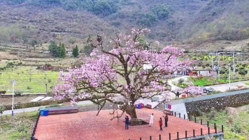 新华视点|春日盛景赋能“花经济” 文旅融合焕发新活力(图7) 新华视点|春日盛景赋能“花经济” 文旅融合焕发新活力(图7)