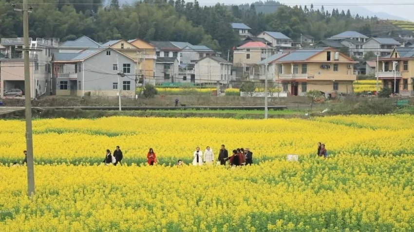 新华视点|春日盛景赋能“花经济” 文旅融合焕发新活力(图11) 新华视点|春日盛景赋能“花经济” 文旅融合焕发新活力(图11)