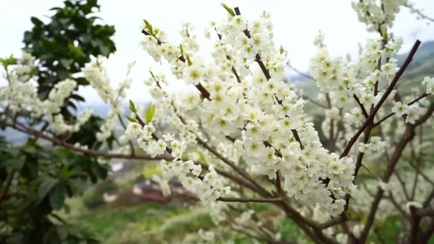 新华视点|春日盛景赋能“花经济” 文旅融合焕发新活力(图14) 新华视点|春日盛景赋能“花经济” 文旅融合焕发新活力(图14)