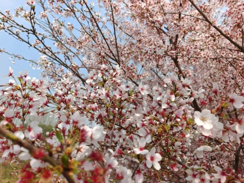 春樱绽芳华 鹤城迎宾客,邀您共赴鹤壁樱花之约(图3) 春樱绽芳华 鹤城迎宾客,邀您共赴鹤壁樱花之约(图3)